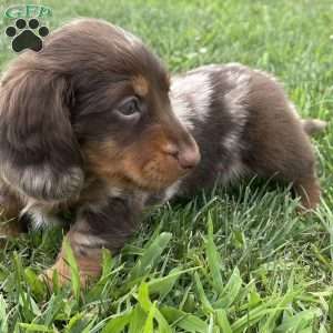 Stewart, Dachshund Puppy